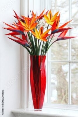 Papier peint  A high-quality photo of vibrant, colorful birds of paradise, Strelitzia reginae, blooming against a white background with a red vase in a cozy interior setting.