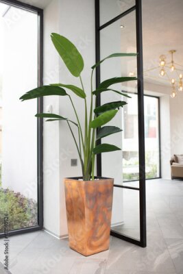 Papier peint  A large houseplant Strelitzia stands on the floor in the lobby of a luxury interior, vertical.
