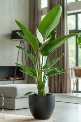 Papier peint  A large strelitzia flower in a black ceramic pot in a room with a fireplace and a modern interior
