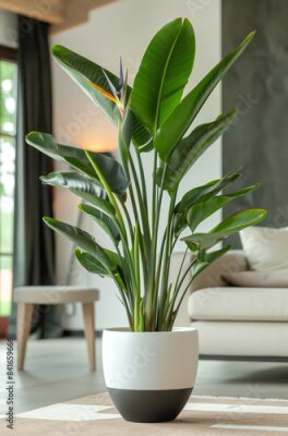 Papier peint  A large strelitzia flower in a black ceramic pot in a room with a modern interior.