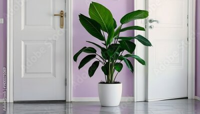 Papier peint  a large, vibrant strelitzia nicolai plant in a white pot stands between two white doors on a tiled floor with lavender walls.