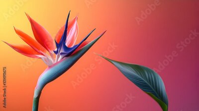 Papier peint  A macro shot of a vibrant strelitzia  flower  a blurred soft color background