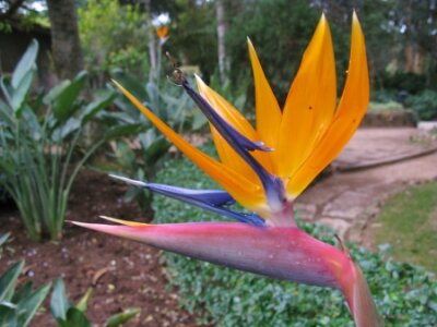 Papier peint  A orange flowering strelitzia plant also called bird of paradise