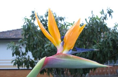 Papier peint  A orange flowering strelitzia plant also called bird of paradise in a garden in Australia