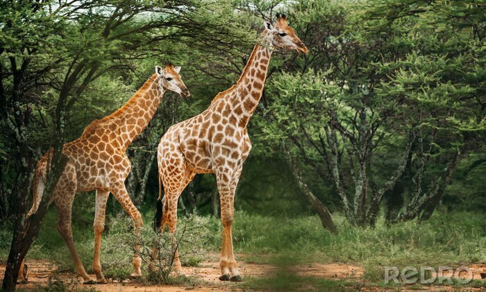 Papier peint  A pair of giraffe walking through the trees in the bush in a national park in South Africa