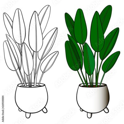 Papier peint  A picture of a house plant in a planter. Vector outline illustration drawings of coloured indoor plant in a flowerpot isolated on a white background. Strelitzia plant