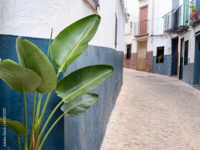 Papier peint  A plant Strelitzia Nicholas is growing on a white and blue wall next to a quiet cobblestone street