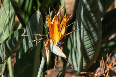 Papier peint  A pretty orange strelitzia growing in garden in South Africa
