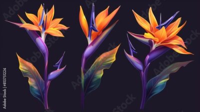 Papier peint  A realistic modern illustration of the Strelitzia reginae, a bird of paradise or crane flower. A plant with orange and purple petals viewed from different angles, isolated on a dark background, makes