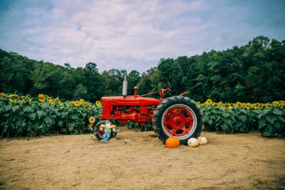 Papier peint  A red vintage old antique tractor in front of a sunflower field with pumpkins and a scarecrow in the Autumn for decoration