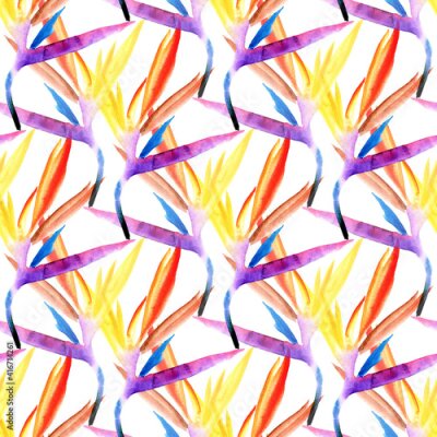 Papier peint  A seamless pattern of multicolored tropical strelitzia flowers is superimposed on each other by hand-painted watercolors on a white background. strelitzia bright flower petals blue purple orange red y
