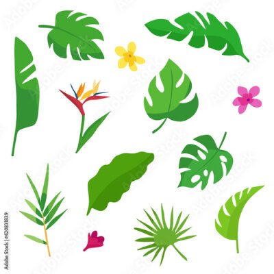 Papier peint  A set of bright and juicy tropical monstera leaves, banana, palm and strelitzia flowers in a flat style. Vector illustration.