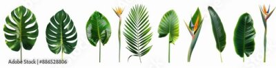 Papier peint  A set of fresh tropical leaves and strelitzia flowers against a white background