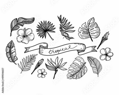 Papier peint  A set of silhouettes of tropical elements of tropical strelitzia flower, hibiscus, monster leaves, etc. The tropical lettering is hand-drawn in ribbon. Hand-drawn doodle-style elements on white.