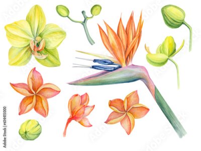 Papier peint  A set of watercolor illustrations of tropical flowers. Orchid, strelitzia, plumeria. Handmade work. Isolated .