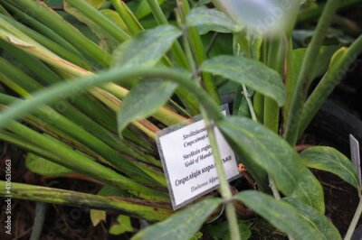 Papier peint  A signboard with information about a plant. Strelitzia reginae or bird of paradise flower in the botanical garden. Plants of South Africa.