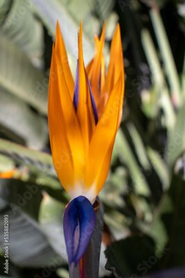 Papier peint  a single orange and blue Bird of paradise flower (Strelitzia species)