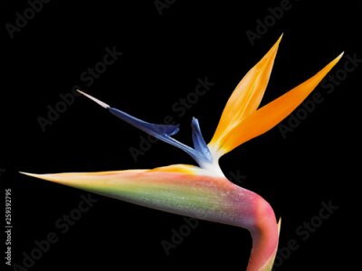 Papier peint  a single vibrant clolorful Strelitzia reginae type of the bird of paradise flower on a black background