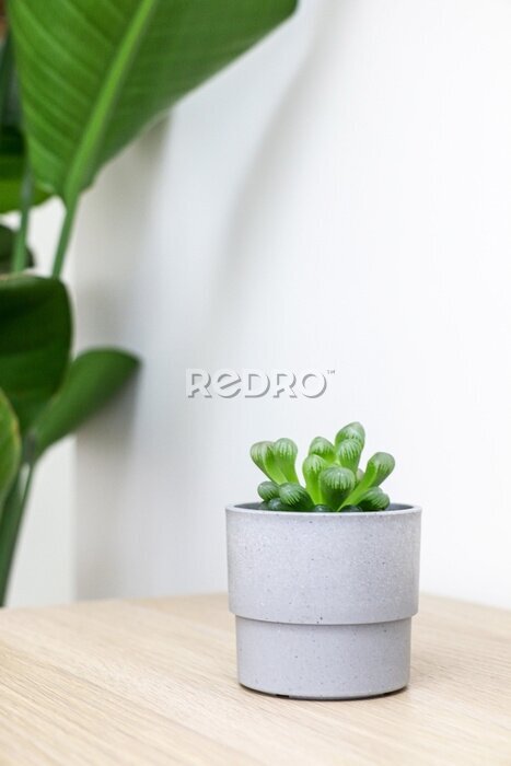 Papier peint  A small cute Haworthia cooperi plant on a wooden desk, leaves from a Giant White Bird of Paradise (Strelitzia nicolai) out of focus in the background
