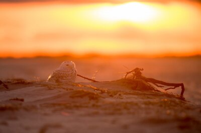 Papier peint  A Snowy Owl glows in the setting orange sunlight while sitting on a sandy beach in the evening.