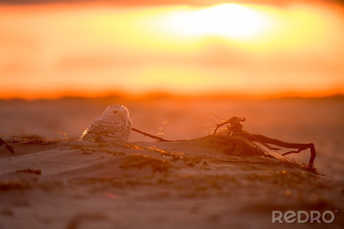 Papier peint  A Snowy Owl glows in the setting orange sunlight while sitting on a sandy beach in the evening.