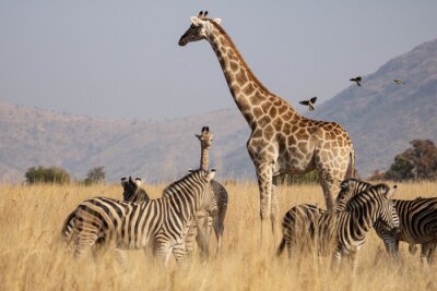 Papier peint  A South African Giraffe cow with her young calf in an open grassland, with red-billed oxpeckers approaching and surrounded by a herd of zebras, in the South African Bushveld.