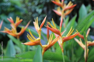 Papier peint  a Strelitzia flower Also known as Bird of Paradise