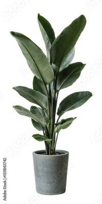 Papier peint  A strelitzia nicolai plant also known as the wild banana or giant white bird of paradise,  isolated over transparent background, PNG cut-out