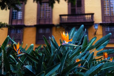 Papier peint  a strelitzia plant in an urban park