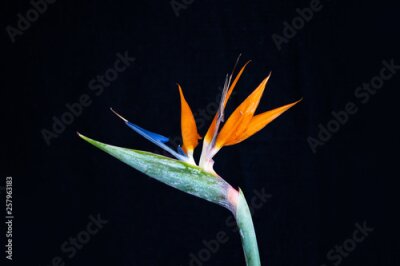 Papier peint  A Strelitzia Reginae