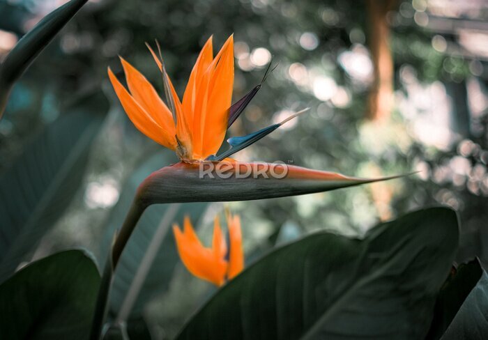 Papier peint  A strelitzia reginae flower on the green leafs background