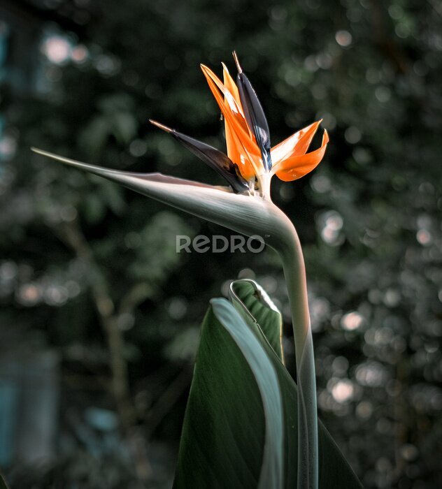 Papier peint  A strelitzia reginae flower on the green leafs background