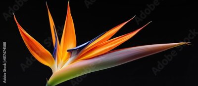 Papier peint  A stunning Strelitzia reginae flower captured in a copy space image set against a pristine white backdrop