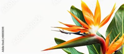 Papier peint  A stunning Strelitzia reginae flower set against a white background is ideal as a copy space image