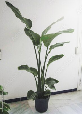 Papier peint  
A tall Strelitzia reginae plant in a black pot is standing in a corner of a room. The plant has large, green leaves that are arranged in a fan-like shape. The background is a white wall. 