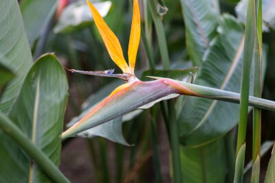 Papier peint  A typical Strelitzia Reginae flower of the Azores and Madeira flower close-up (bird of Paradise flower)
