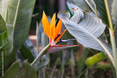 Papier peint  A typical Strelitzia Reginae flower of the Azores and Madeira flower close-up (bird of Paradise flower)