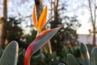 Papier peint  A typical Strelitzia Reginae flower of the Azores and Madeira flower close-up (bird of Paradise flower)