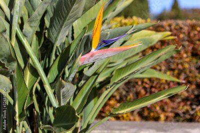 Papier peint  A typical Strelitzia Reginae flower of the Azores and Madeira flower close-up (bird of Paradise flower)