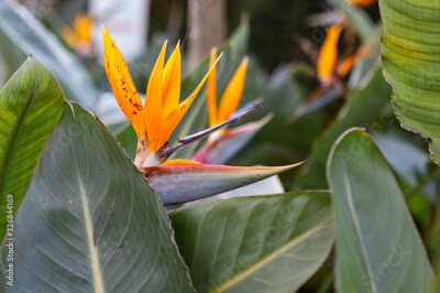 Papier peint  A typical Strelitzia Reginae flower of the Azores and Madeira flower close-up (bird of Paradise flower)