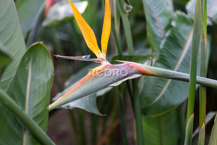 Papier peint  A typical Strelitzia Reginae flower of the Azores and Madeira flower close-up (bird of Paradise flower)