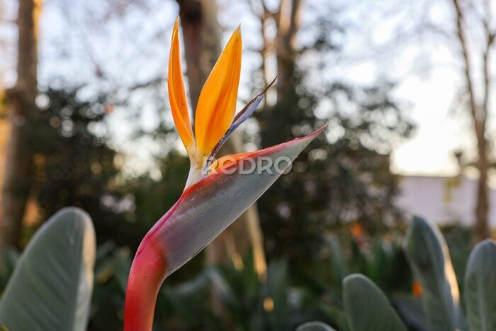 Papier peint  A typical Strelitzia Reginae flower of the Azores and Madeira flower close-up (bird of Paradise flower)