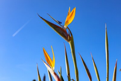 Papier peint  A typical Strelitzia Reginae flower of the Azores and Madeira flower close-up (bird of Paradise flower) on a sky background