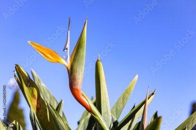 Papier peint  A typical Strelitzia Reginae flower of the Azores and Madeira flower close-up (bird of Paradise flower) on a sky background