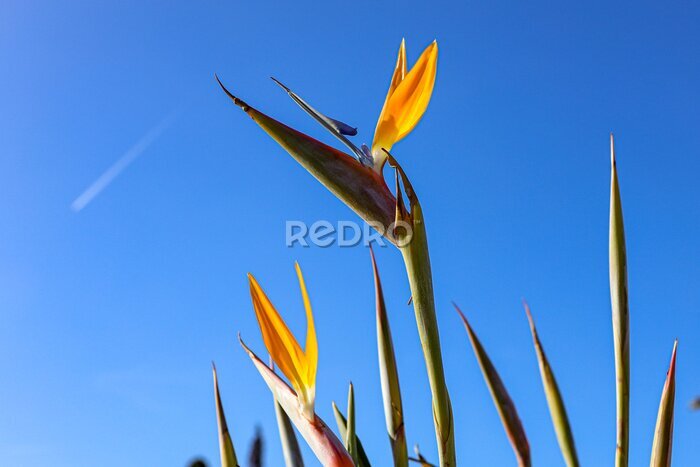 Papier peint  A typical Strelitzia Reginae flower of the Azores and Madeira flower close-up (bird of Paradise flower) on a sky background