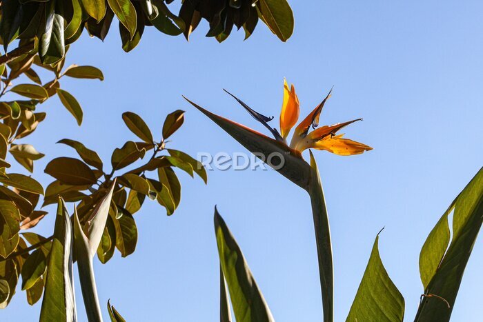Papier peint  A typical Strelitzia Reginae flower of the Azores and Madeira flower close-up (bird of Paradise flower) on a sky background
