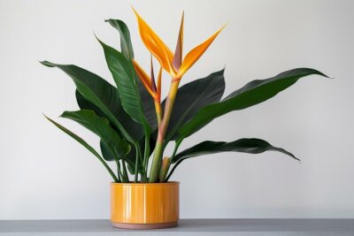 Papier peint  A unique Strelitzia plant in a lustrous golden flower pot set against a pure white backdrop. Generative AI