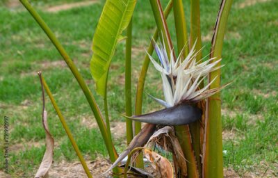 Papier peint  A vertical shot of Strelitzia Nicholas plants in the garden