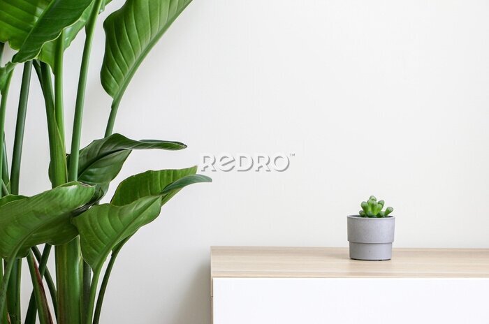 Papier peint  A very beautiful small Haworthia cooperi plant in a small grey pot on a wooden desk besides a Giant White Bird of Paradise plant (Strelitzia nicolai) decorating home interior