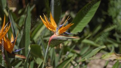 Papier peint  A vibrant strelitzia reginae, also known as bird of paradise, in a lush garden